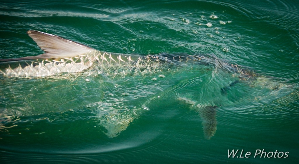  Inlet Tarpon | Mosquito Lagoon Fly Fishing Guide – Capt. Willy Le